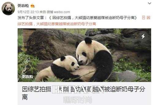 熊猫奇缘拍摄使熊猫被迫断奶？ 网友：抵制垃圾真人秀