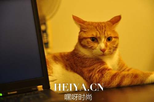 新手养猫注意事项：养猫需要准备什么| jiaren.org
