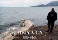 海滩惊现的怪兽尸体到底是什么   似海豚似鸭子怪兽真相揭秘