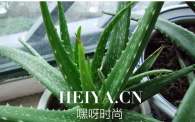 最有效的全身美白方法是什么 怎样让肌肤白皙透红