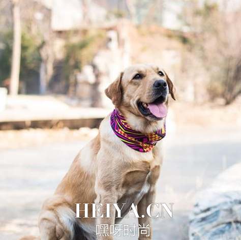 神犬小七最后被谁带走了 神犬小七中带走小七的神秘人是谁