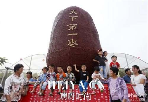 郑州天下第一枣高清照片曝光 郑州红枣文化节来历举办日期 郑州天下第一枣高清照片曝光 郑州红枣文化节来历举办日期