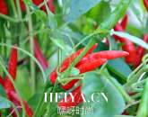 秋季吃出美丽容颜    祛斑美白的食物有哪