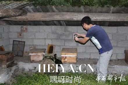 “吃货”大熊猫下山偷吃10多箱蜂蜜