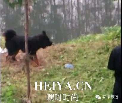 河南放狗咬人女子人肉背景个人资料照片 女子放狗咬人现场照片 河南放狗咬人女子人肉背景个人资料照片 女子放狗咬人现场照片