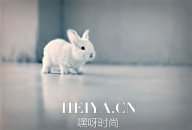 小兔子有一颗玻璃心  经典美文赏析