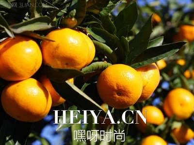 秋天吃什么可以补水 补充水分杜绝干燥 秋天吃什么可以补水 补充水分杜绝干燥
