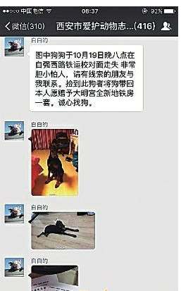 微信号白白的真实身份个人资料照片 白白的找到狗送房子是真的吗