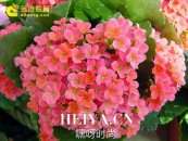 长寿花扦插方法 长寿花的养殖方法和注意事项