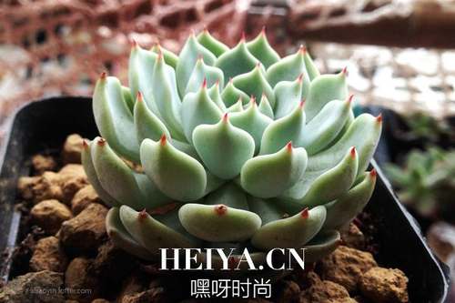 多肉植物红爪怎么养 红爪黑爪的养殖方法
