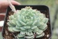 多肉植物红爪怎么养 红爪、黑爪、绿爪、魔爪的区别
