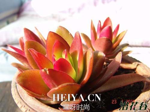 火祭不红怎么办？