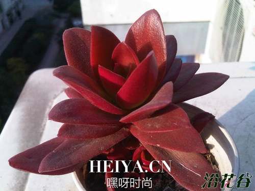 火祭不红怎么办？
