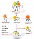 橘子橙子柚子金桔的区别 橘子橙子柚子金桔关系图