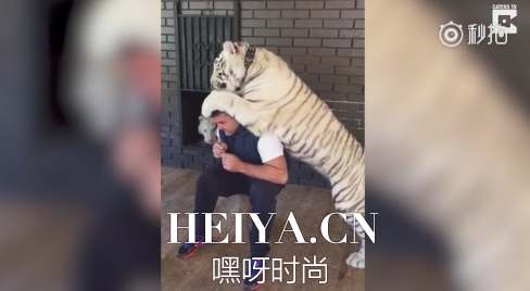 俄罗斯男子养10只老虎当宠物 同住同睡