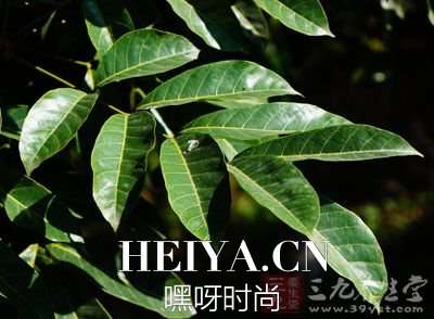 药材基源：为橄榄科植物乌榄的叶