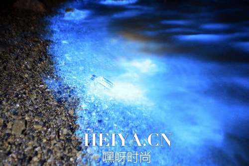 大连现“荧光海”奇观