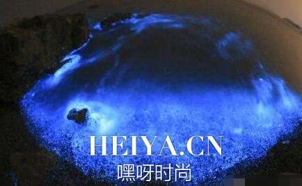大连现荧光海奇观美轮美奂 荧光海滩是怎么形成的