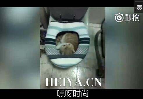 方翠花你给我出来是什么梗 方翠花你给我出来视频在线观看