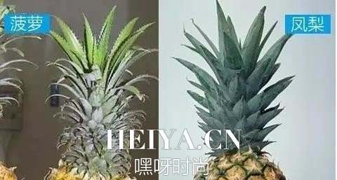 菠萝和凤梨的区别图 菠萝和凤梨有哪些区别