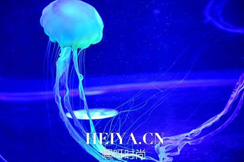 水母有毒吗 水母怎么养