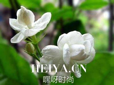 小白花苏药效 小白花苏的作用