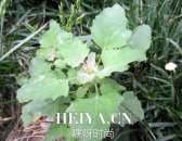 灰灰菜图片 灰灰菜的功效与作用