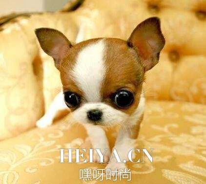 吉娃娃寿命有多长 吉娃娃一般寿命多少年
