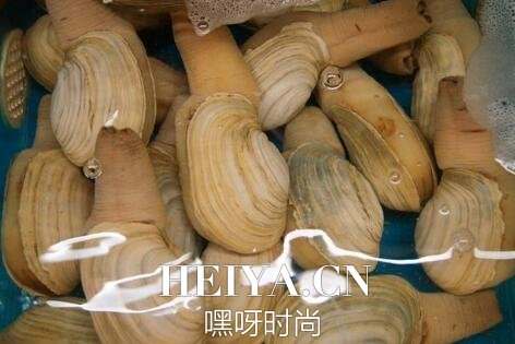 象拔蚌多少钱一斤 海鲜象拔蚌价格介绍