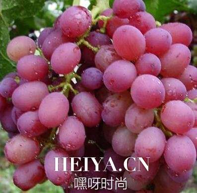 马奶葡萄的营养价值 马奶葡萄什么时候上市