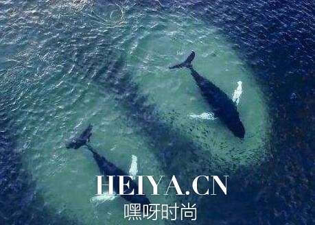 梅姨送的礼物是什么 梅姨送的礼物15英镑细节真相